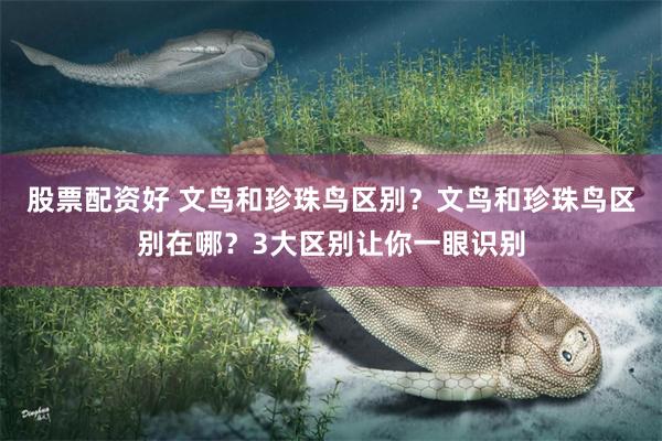 股票配资好 文鸟和珍珠鸟区别？文鸟和珍珠鸟区别在哪？3大区别让你一眼识别